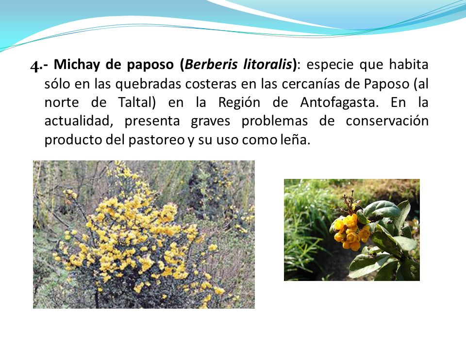 4.- Michay de paposo (Berberis litoralis): especie que habita sólo en las quebradas costeras en las cercanías de Paposo (al norte de Taltal) en la Región de Antofagasta.