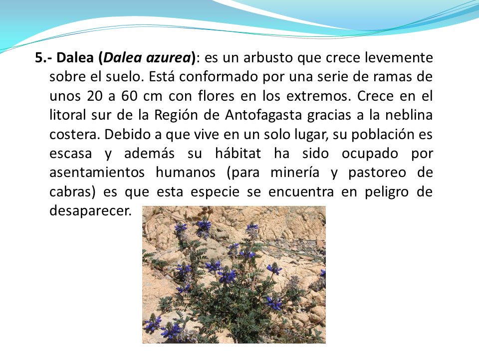 5.- Dalea (Dalea azurea): es un arbusto que crece levemente sobre el suelo.