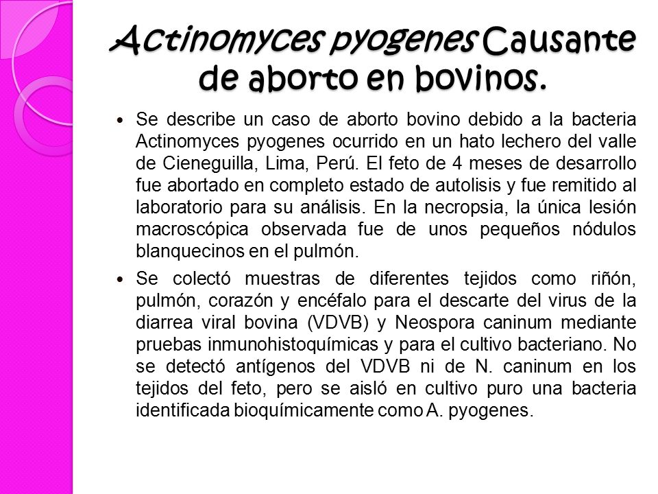 Actinomyces pyogenes Causante de aborto en bovinos.