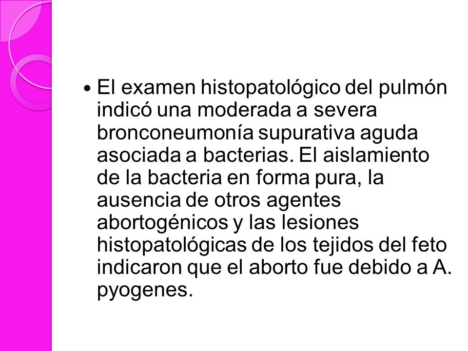 El examen histopatológico del pulmón indicó una moderada a severa bronconeumonía supurativa aguda asociada a bacterias.