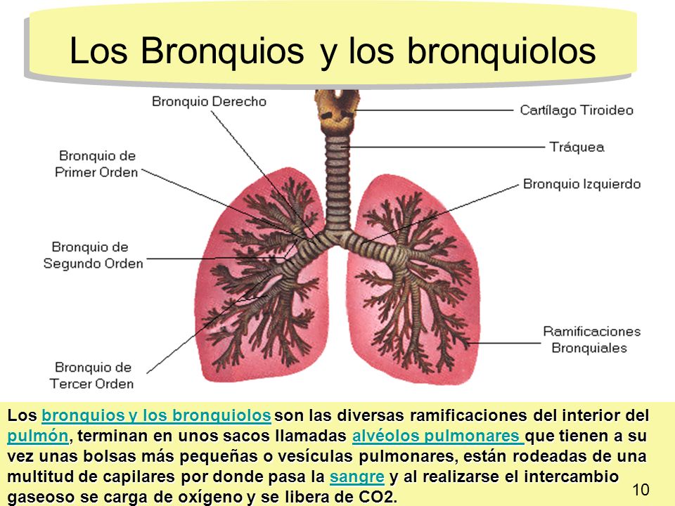 Los Bronquios y los bronquiolos