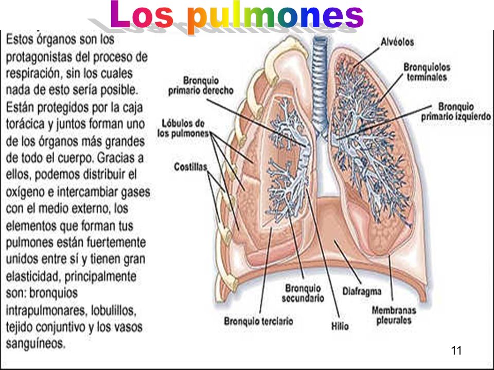 Los pulmones 11