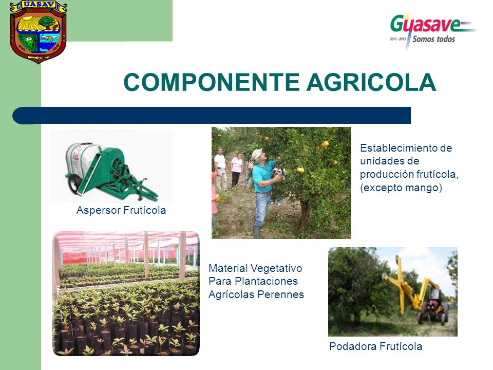COMPONENTE AGRICOLA Establecimiento de unidades de producción frutícola, (excepto mango) Aspersor Frutícola.
