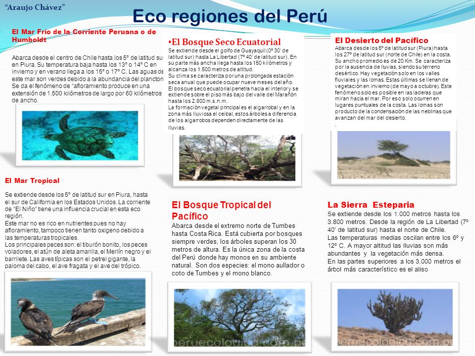 Eco regiones del Perú Araujo Chávez El Mar Frío de la Corriente Peruana o de Humboldt.