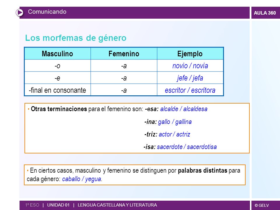Los morfemas de género Masculino Femenino Ejemplo -o -a novio / novia