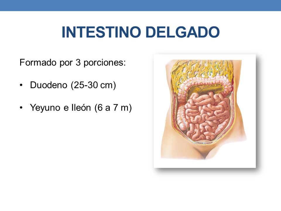 INTESTINO DELGADO Formado por 3 porciones: Duodeno (25-30 cm)