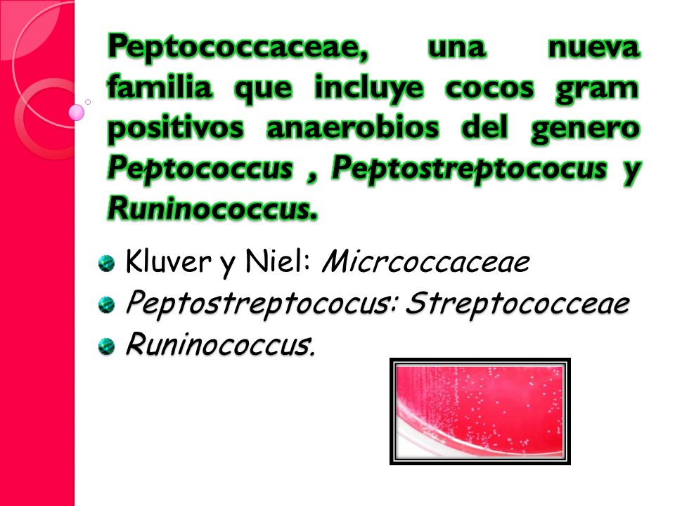Peptococcaceae, una nueva familia que incluye cocos gram positivos anaerobios del genero Peptococcus , Peptostreptococus y Runinococcus.
