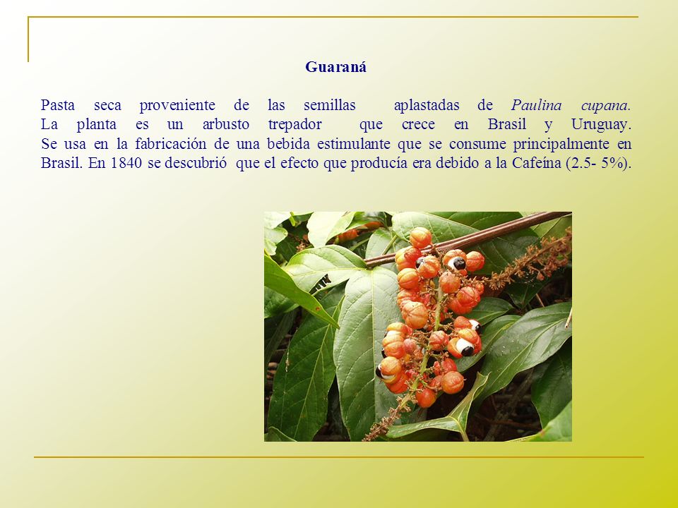 Guaraná Pasta seca proveniente de las semillas aplastadas de Paulina cupana.