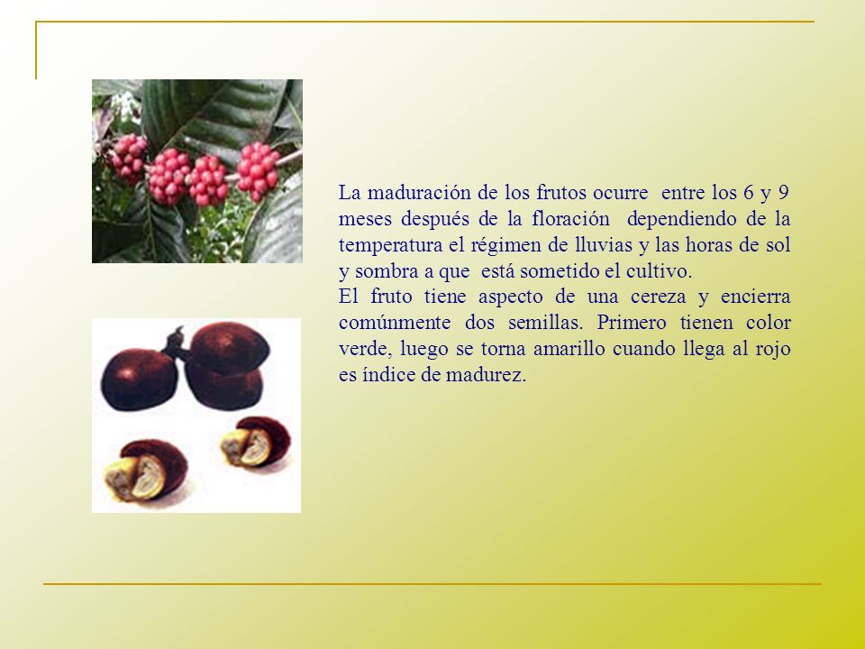 La maduración de los frutos ocurre entre los 6 y 9 meses después de la floración dependiendo de la temperatura el régimen de lluvias y las horas de sol y sombra a que está sometido el cultivo.