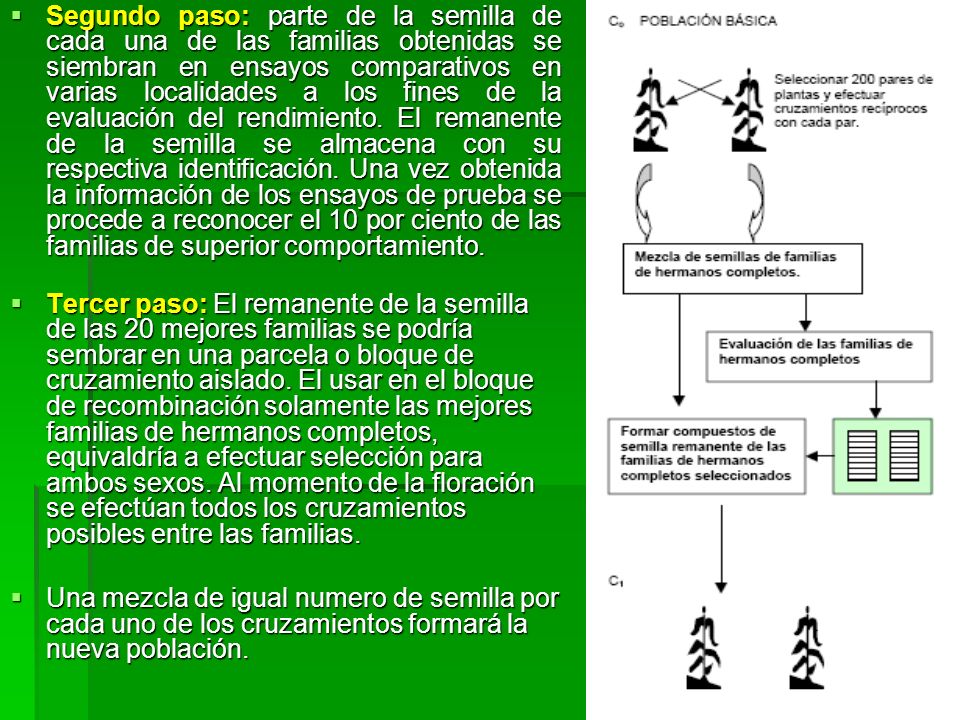 Segundo paso: parte de la semilla de cada una de las familias obtenidas se siembran en ensayos comparativos en varias localidades a los fines de la evaluación del rendimiento. El remanente de la semilla se almacena con su respectiva identificación. Una vez obtenida la información de los ensayos de prueba se procede a reconocer el 10 por ciento de las familias de superior comportamiento.