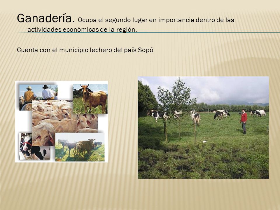 Ganadería. Ocupa el segundo lugar en importancia dentro de las actividades económicas de la región.