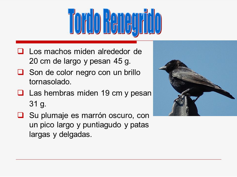 Tordo Renegrido Los machos miden alrededor de 20 cm de largo y pesan 45 g. Son de color negro con un brillo tornasolado.