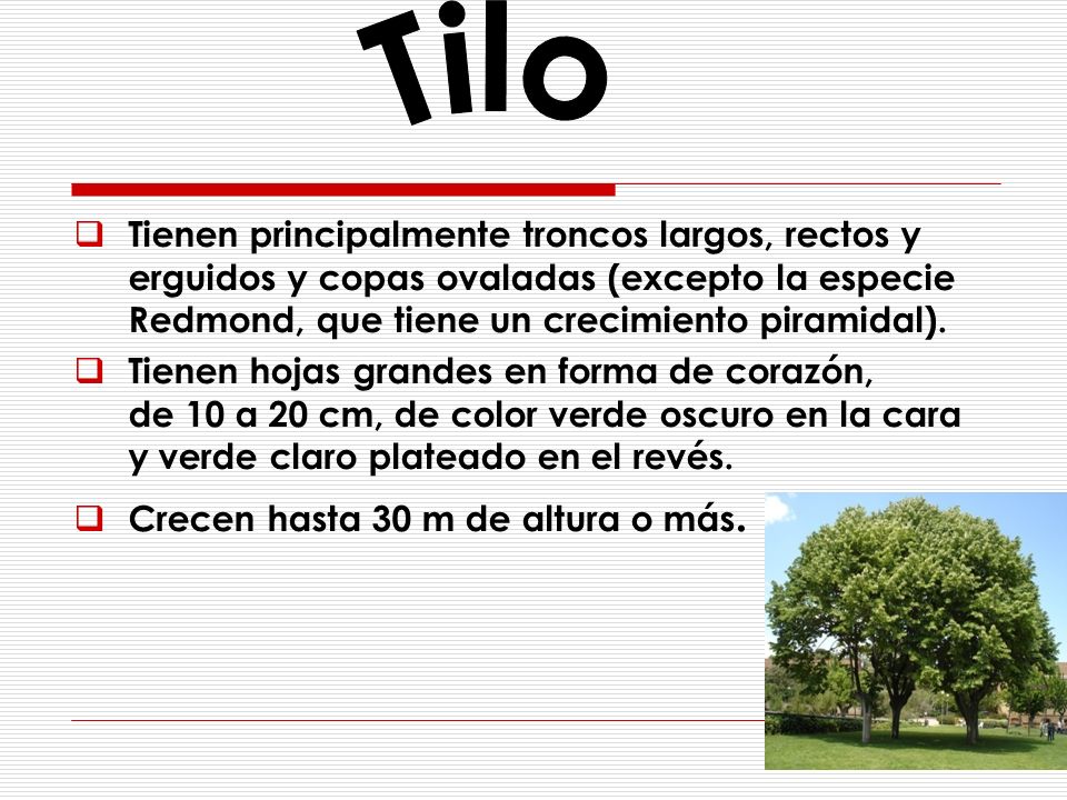 Tilo Tienen principalmente troncos largos, rectos y erguidos y copas ovaladas (excepto la especie Redmond, que tiene un crecimiento piramidal).