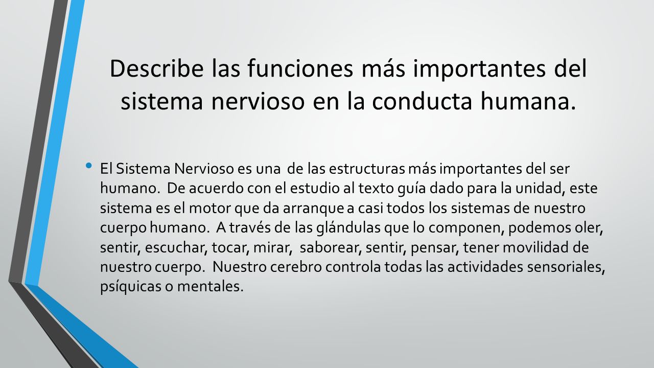 Describe las funciones más importantes del sistema nervioso en la conducta humana.