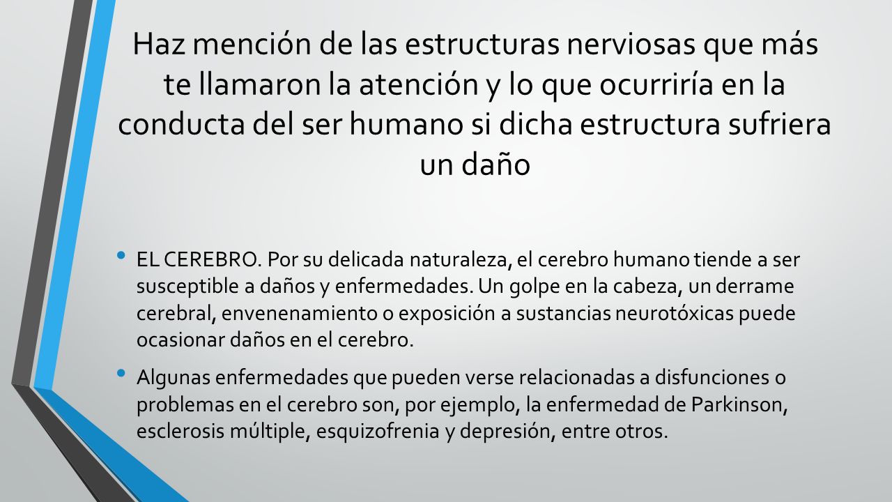 Haz mención de las estructuras nerviosas que más te llamaron la atención y lo que ocurriría en la conducta del ser humano si dicha estructura sufriera un daño