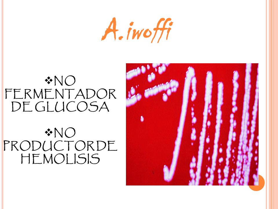 NO FERMENTADOR DE GLUCOSA NO PRODUCTOR DE HEMOLISIS