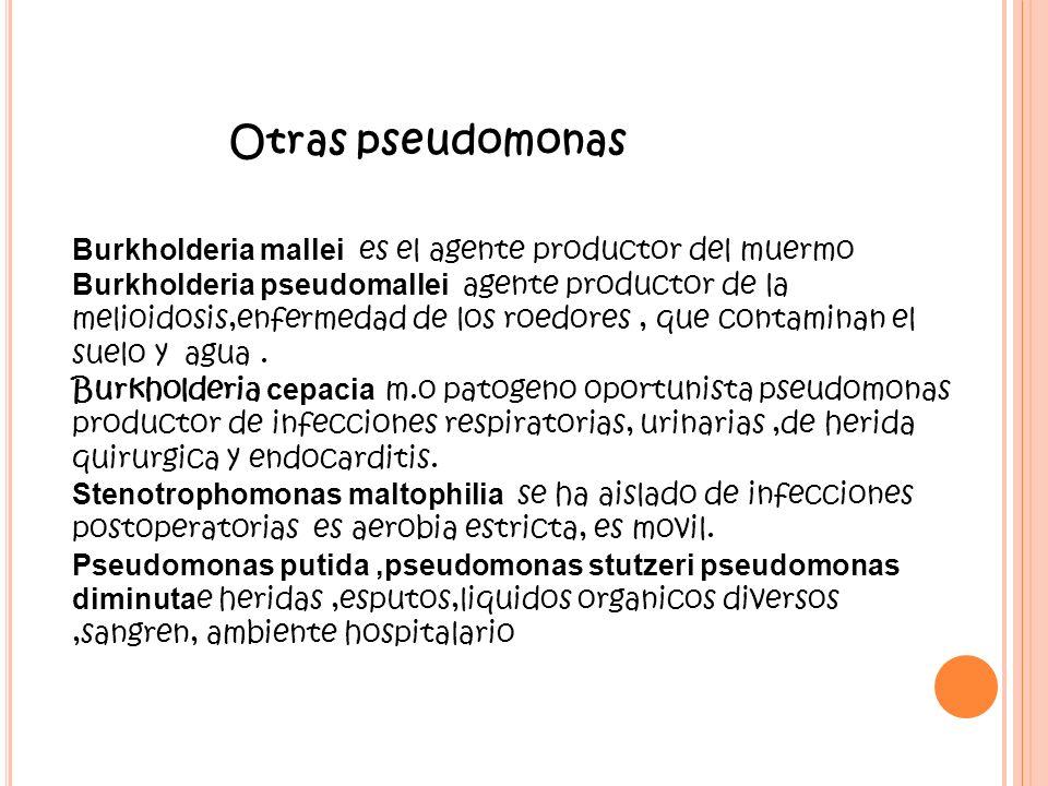 Otras pseudomonas Burkholderia mallei es el agente productor del muermo.