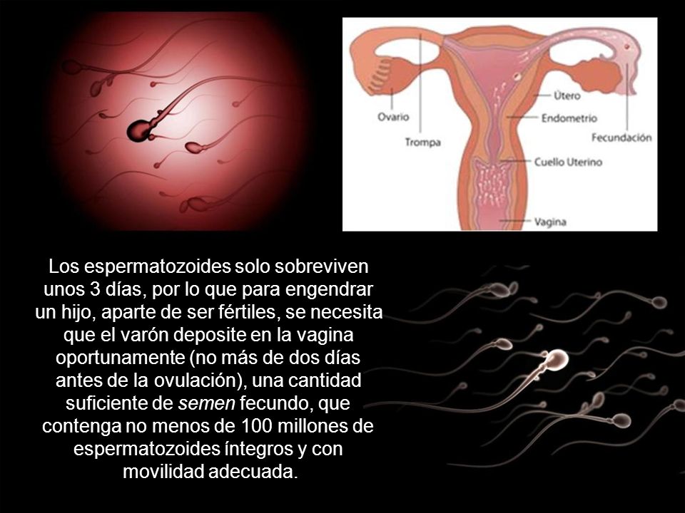 Los espermatozoides solo sobreviven unos 3 días, por lo que para engendrar un hijo, aparte de ser fértiles, se necesita que el varón deposite en la vagina oportunamente (no más de dos días antes de la ovulación), una cantidad suficiente de semen fecundo, que contenga no menos de 100 millones de espermatozoides íntegros y con movilidad adecuada.