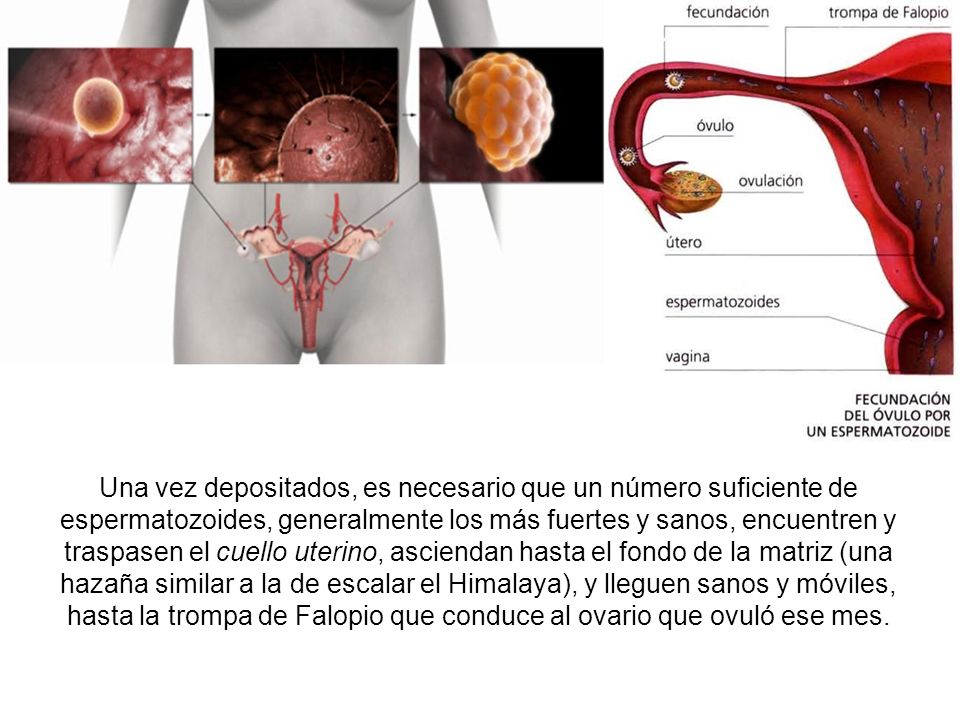 Una vez depositados, es necesario que un número suficiente de espermatozoides, generalmente los más fuertes y sanos, encuentren y traspasen el cuello uterino, asciendan hasta el fondo de la matriz (una hazaña similar a la de escalar el Himalaya), y lleguen sanos y móviles, hasta la trompa de Falopio que conduce al ovario que ovuló ese mes.