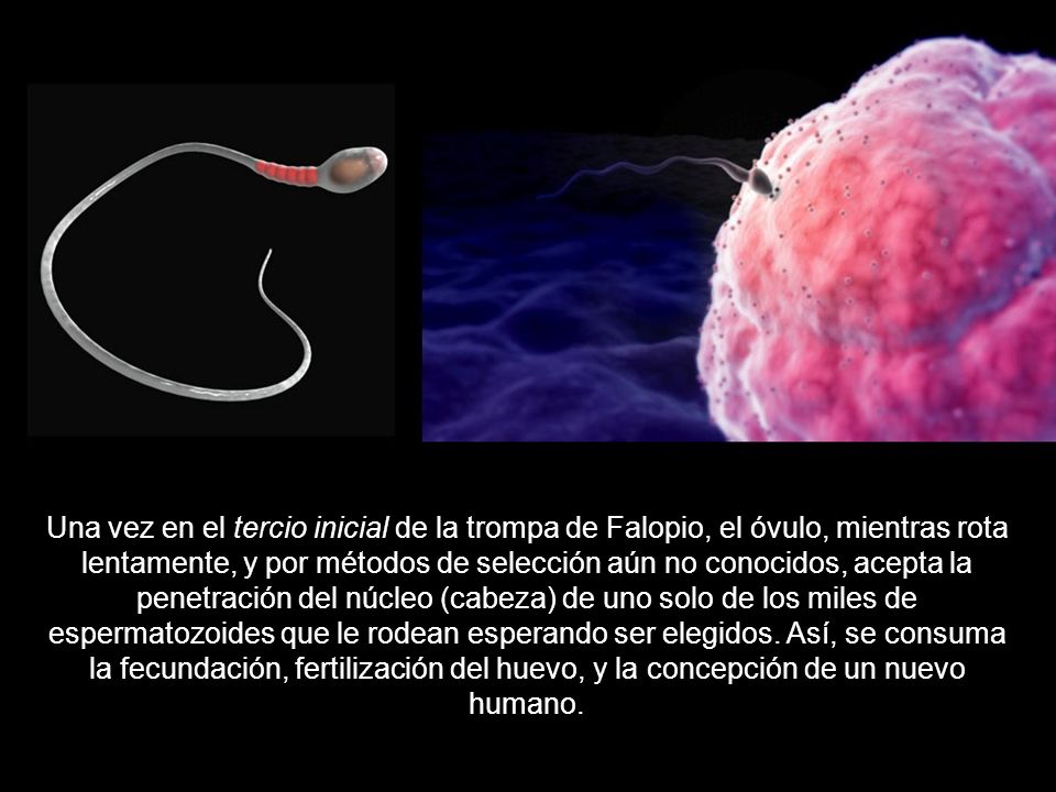 Una vez en el tercio inicial de la trompa de Falopio, el óvulo, mientras rota lentamente, y por métodos de selección aún no conocidos, acepta la penetración del núcleo (cabeza) de uno solo de los miles de espermatozoides que le rodean esperando ser elegidos.