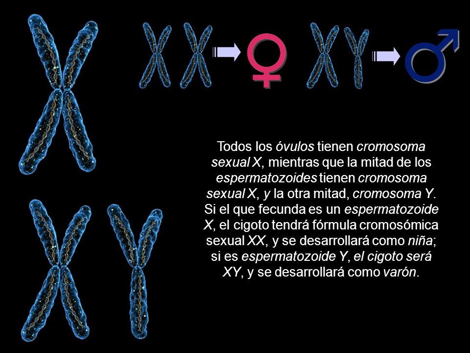Todos los óvulos tienen cromosoma sexual X, mientras que la mitad de los espermatozoides tienen cromosoma sexual X, y la otra mitad, cromosoma Y.