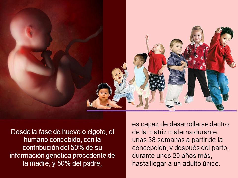 es capaz de desarrollarse dentro de la matriz materna durante unas 38 semanas a partir de la concepción, y después del parto, durante unos 20 años más, hasta llegar a un adulto único.