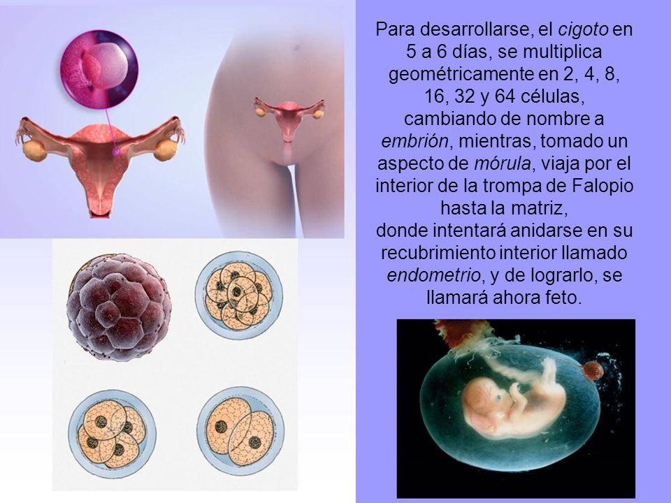 Para desarrollarse, el cigoto en 5 a 6 días, se multiplica geométricamente en 2, 4, 8, 16, 32 y 64 células, cambiando de nombre a embrión, mientras, tomado un aspecto de mórula, viaja por el interior de la trompa de Falopio hasta la matriz, donde intentará anidarse en su recubrimiento interior llamado endometrio, y de lograrlo, se llamará ahora feto.