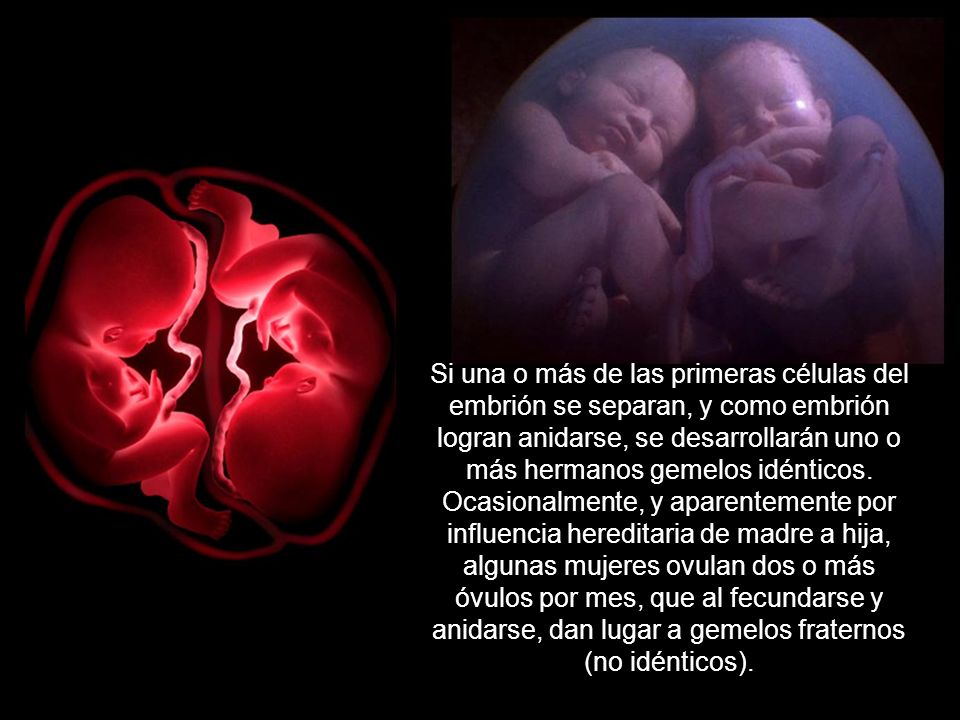 Si una o más de las primeras células del embrión se separan, y como embrión logran anidarse, se desarrollarán uno o más hermanos gemelos idénticos.