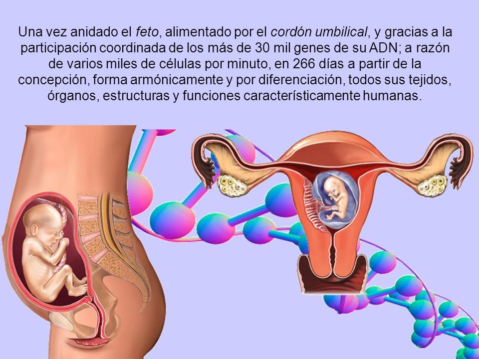 Una vez anidado el feto, alimentado por el cordón umbilical, y gracias a la participación coordinada de los más de 30 mil genes de su ADN; a razón de varios miles de células por minuto, en 266 días a partir de la concepción, forma armónicamente y por diferenciación, todos sus tejidos, órganos, estructuras y funciones característicamente humanas.