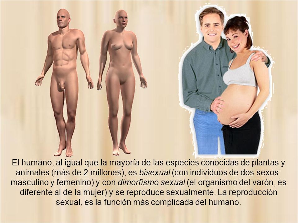 El humano, al igual que la mayoría de las especies conocidas de plantas y animales (más de 2 millones), es bisexual (con individuos de dos sexos: masculino y femenino) y con dimorfismo sexual (el organismo del varón, es diferente al de la mujer) y se reproduce sexualmente.