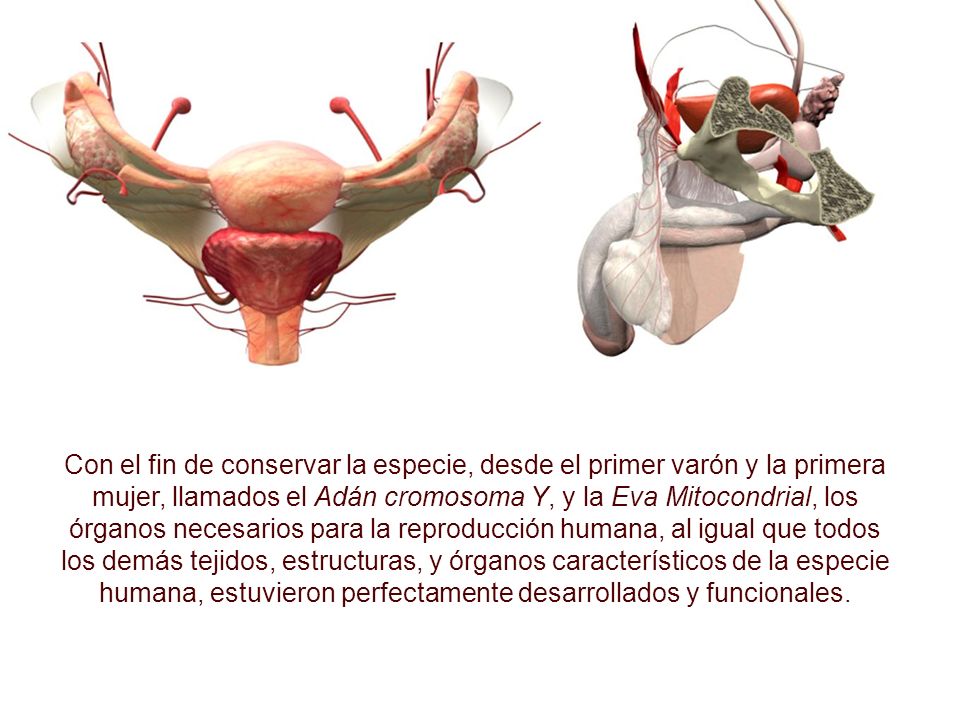 Con el fin de conservar la especie, desde el primer varón y la primera mujer, llamados el Adán cromosoma Y, y la Eva Mitocondrial, los órganos necesarios para la reproducción humana, al igual que todos los demás tejidos, estructuras, y órganos característicos de la especie humana, estuvieron perfectamente desarrollados y funcionales.