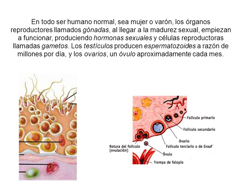En todo ser humano normal, sea mujer o varón, los órganos reproductores llamados gónadas, al llegar a la madurez sexual, empiezan a funcionar, produciendo hormonas sexuales y células reproductoras llamadas gametos.