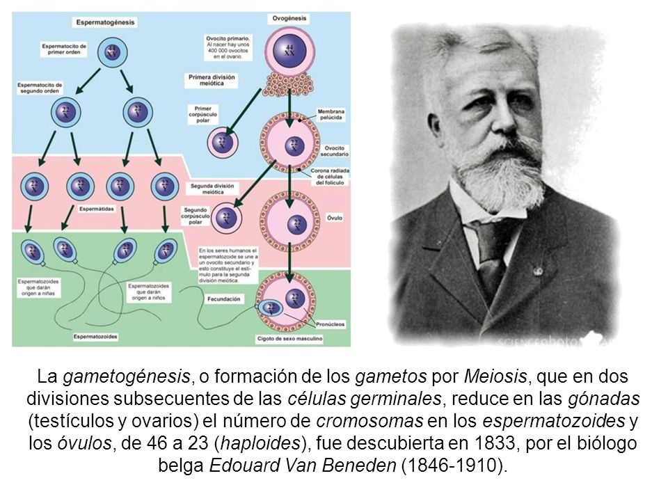 La gametogénesis, o formación de los gametos por Meiosis, que en dos divisiones subsecuentes de las células germinales, reduce en las gónadas (testículos y ovarios) el número de cromosomas en los espermatozoides y los óvulos, de 46 a 23 (haploides), fue descubierta en 1833, por el biólogo belga Edouard Van Beneden ( ).