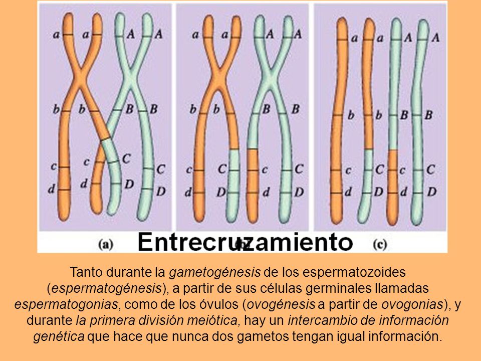 Tanto durante la gametogénesis de los espermatozoides (espermatogénesis), a partir de sus células germinales llamadas espermatogonias, como de los óvulos (ovogénesis a partir de ovogonias), y durante la primera división meiótica, hay un intercambio de información genética que hace que nunca dos gametos tengan igual información.