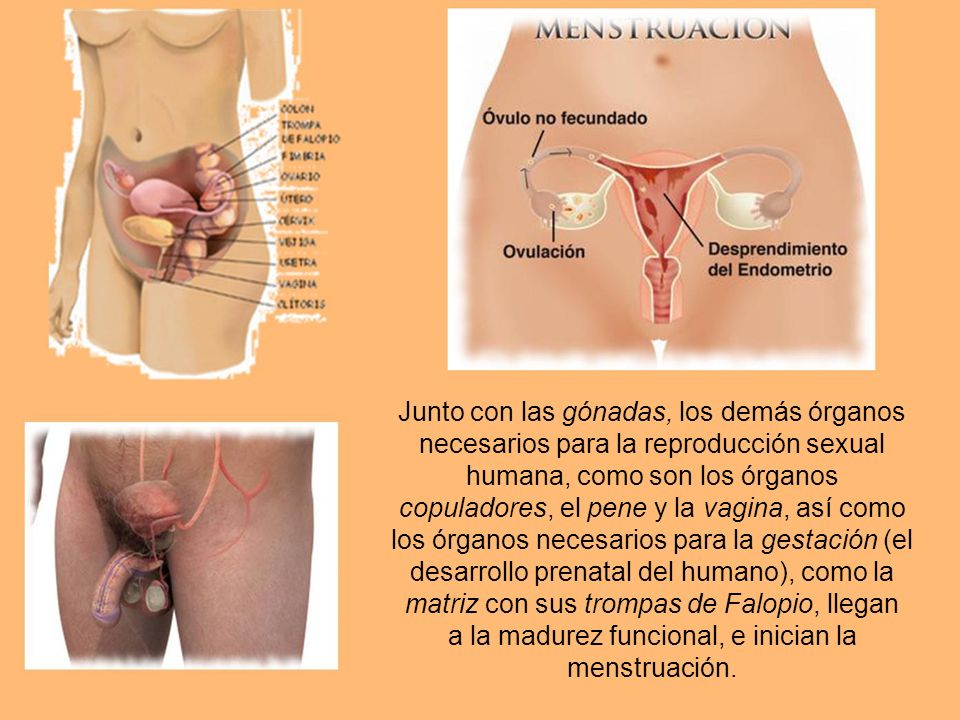 Junto con las gónadas, los demás órganos necesarios para la reproducción sexual humana, como son los órganos copuladores, el pene y la vagina, así como los órganos necesarios para la gestación (el desarrollo prenatal del humano), como la matriz con sus trompas de Falopio, llegan a la madurez funcional, e inician la menstruación.