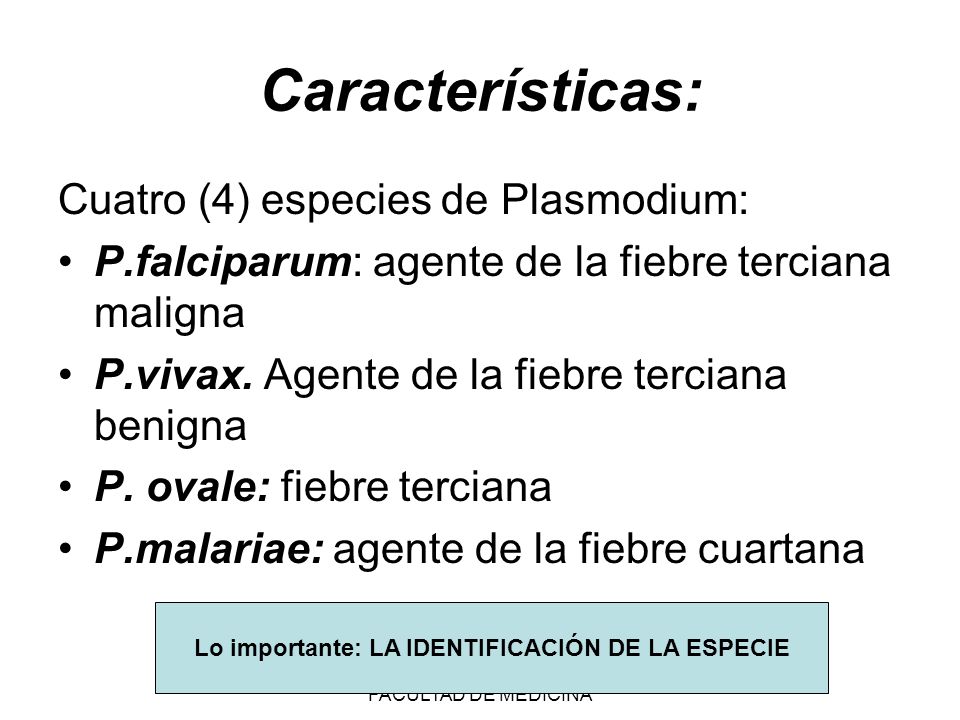 Lo importante: LA IDENTIFICACIÓN DE LA ESPECIE