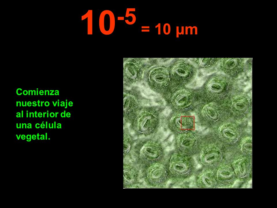 10-5 = 10 µm Comienza nuestro viaje al interior de una célula vegetal.