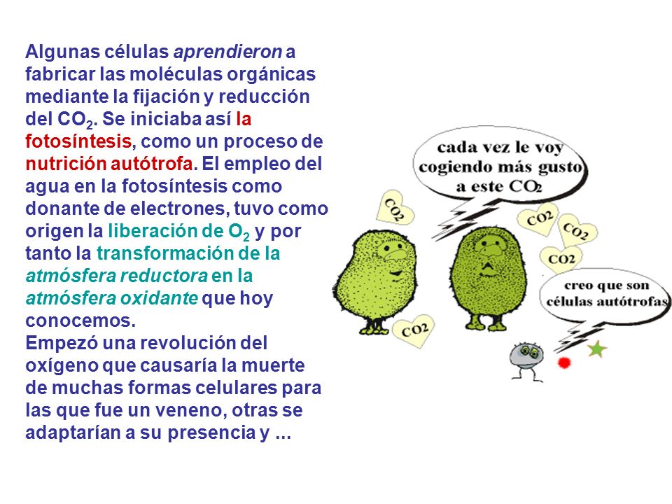 Algunas células aprendieron a fabricar las moléculas orgánicas mediante la fijación y reducción del CO2.