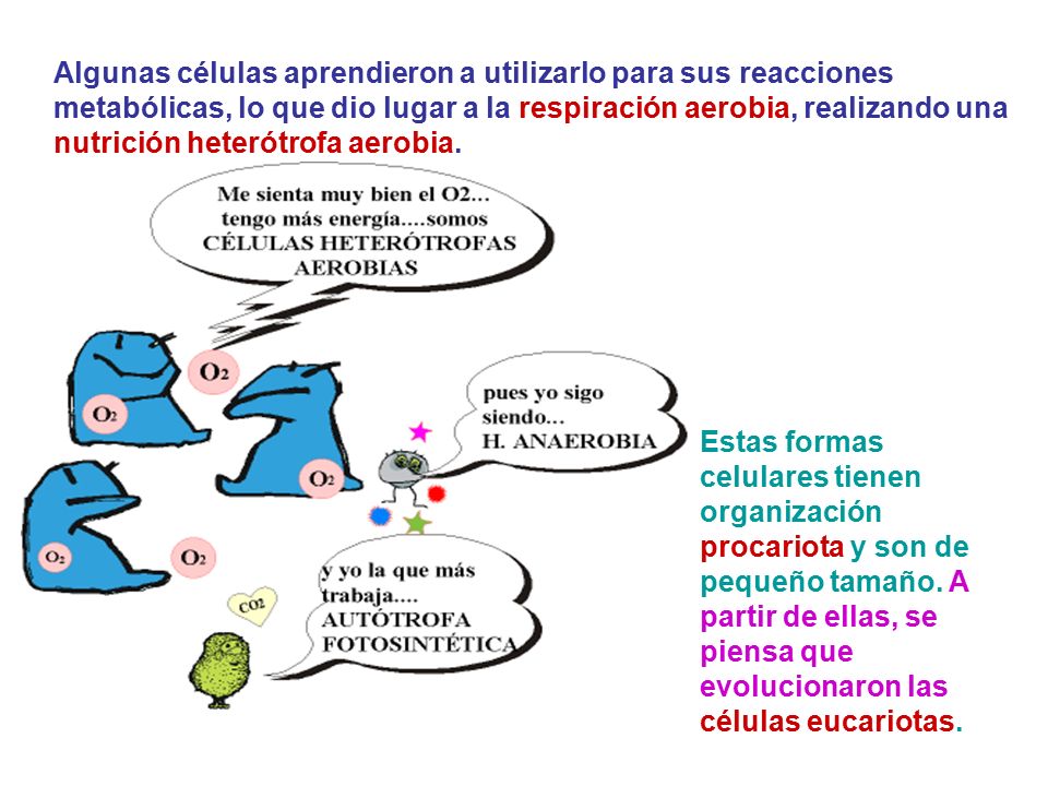 Algunas células aprendieron a utilizarlo para sus reacciones metabólicas, lo que dio lugar a la respiración aerobia, realizando una nutrición heterótrofa aerobia.
