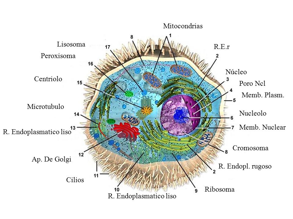 Mitocondrias Lisosoma. R.E.r. Peroxisoma. Núcleo. Centriolo. Poro Ncl. Memb. Plasm. Microtubulo.