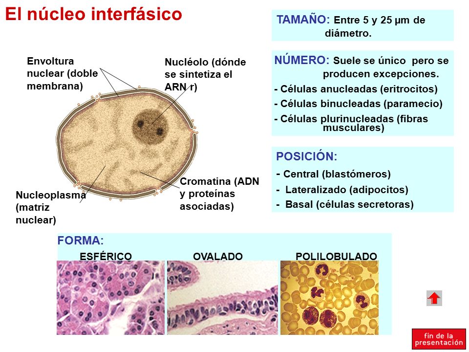 El núcleo interfásico TAMAÑO: Entre 5 y 25 µm de diámetro.