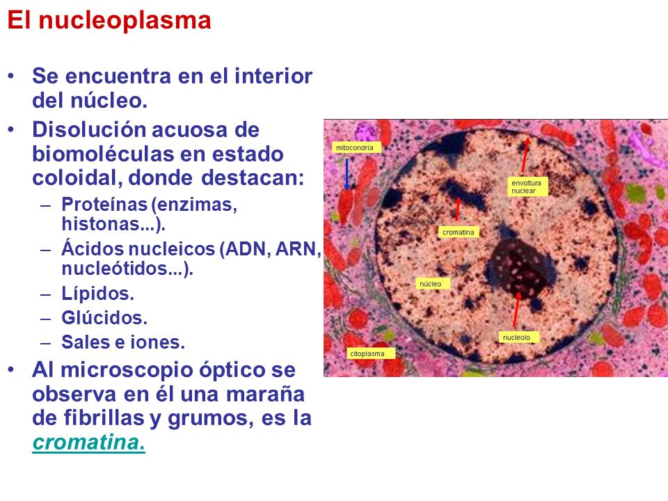 El nucleoplasma Se encuentra en el interior del núcleo.