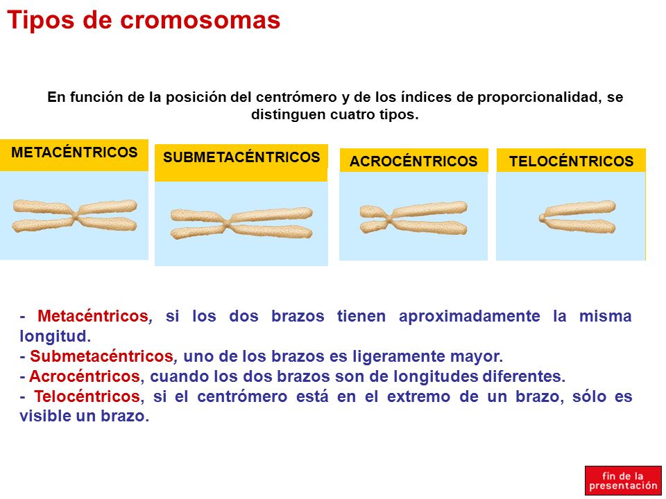 Tipos de cromosomas En función de la posición del centrómero y de los índices de proporcionalidad, se distinguen cuatro tipos.