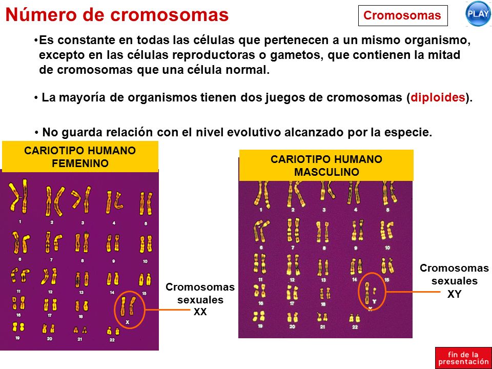 CARIOTIPO HUMANO FEMENINO CARIOTIPO HUMANO MASCULINO