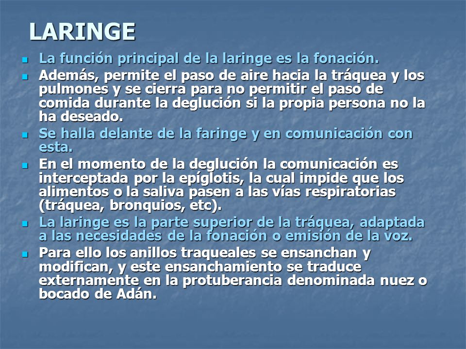 LARINGE La función principal de la laringe es la fonación.