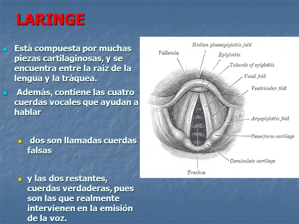 LARINGE Está compuesta por muchas piezas cartilaginosas, y se encuentra entre la raíz de la lengua y la tráquea.