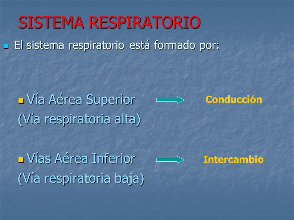 SISTEMA RESPIRATORIO Vía Aérea Superior (Vía respiratoria alta)