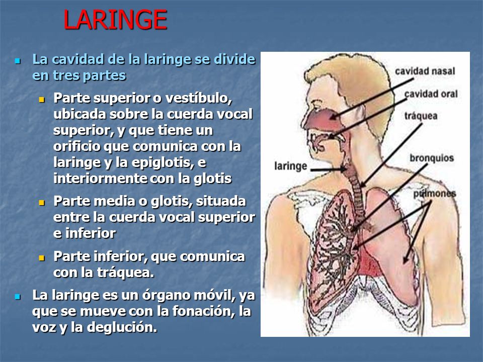 LARINGE La cavidad de la laringe se divide en tres partes