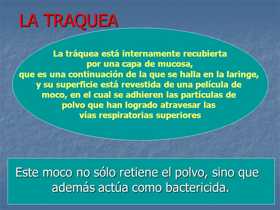 LA TRAQUEA La tráquea está internamente recubierta. por una capa de mucosa, que es una continuación de la que se halla en la laringe,