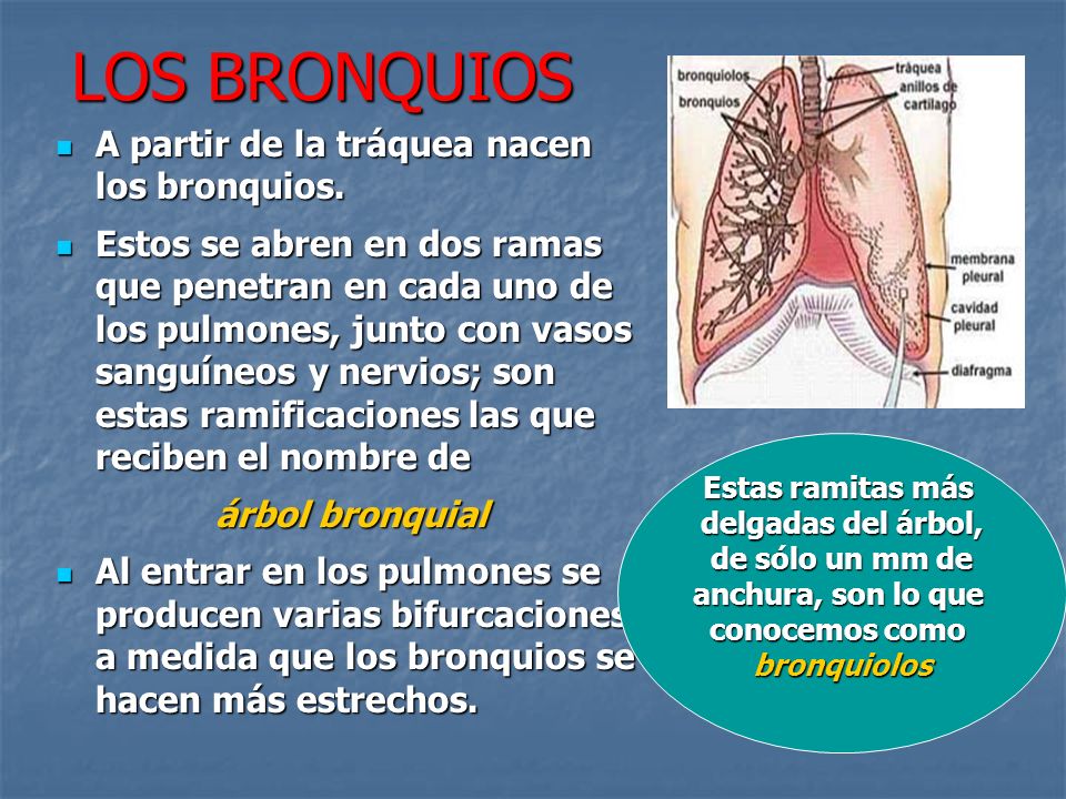 LOS BRONQUIOS A partir de la tráquea nacen los bronquios.